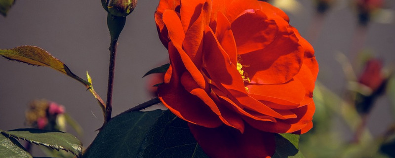 月季花夏季修剪方法 月季花冬天修剪法