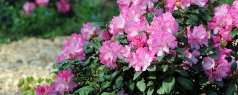 杜鹃花根部枝条要剪吗（杜鹃根部的枝条剪吗）