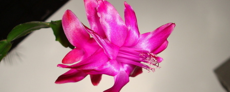 蟹爪兰有花苞施什么肥(蟹爪兰有花苞了施什么肥)