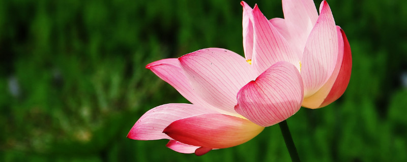 荷花能在海水里生长吗（为什么荷花只能在水里生长）