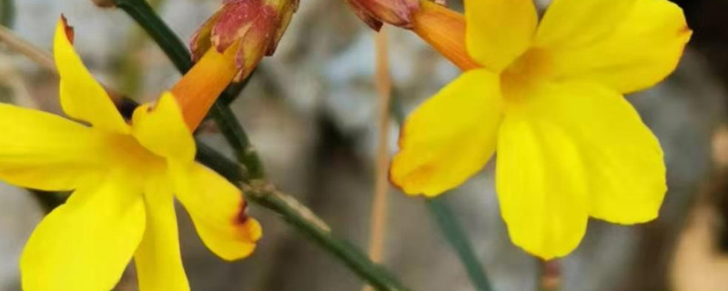 迎春花秋天枝太长了怎么办 迎春花春季徒长怎么办