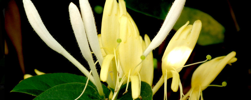 金银花怎么样家庭养法(金银花在家里怎么养)