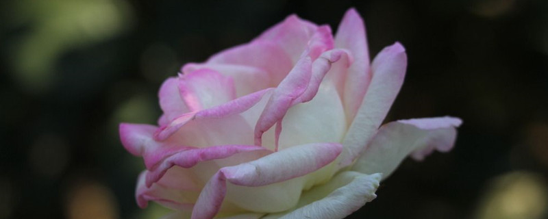 月季花怎么养家庭养法 家庭如何养月季花