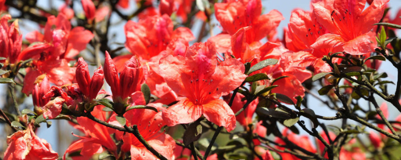 杜鹃移栽盆注意事项（杜鹃花移栽注意事项）