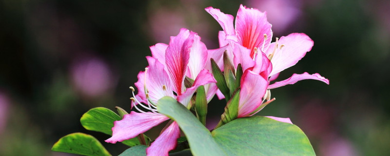 紫荆花春天开放吗(紫荆花是春天开放的吗)