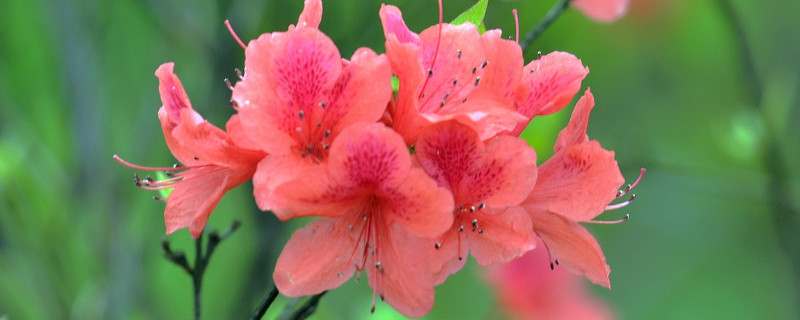 杜鹃花叶尖干枯怎么办（杜鹃花叶片干枯怎么回事）