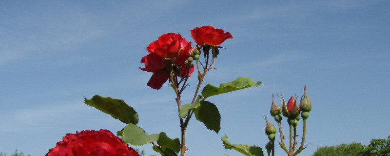 月季花能晒太阳吗 月季花可以暴晒太阳吗