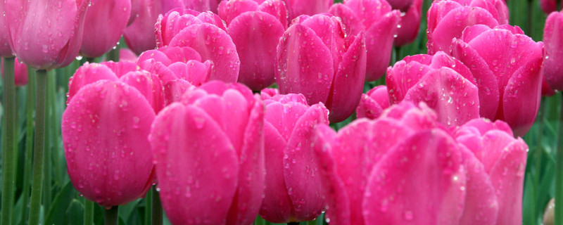 郁金香盆栽好养活吗 郁金香能盆栽吗?