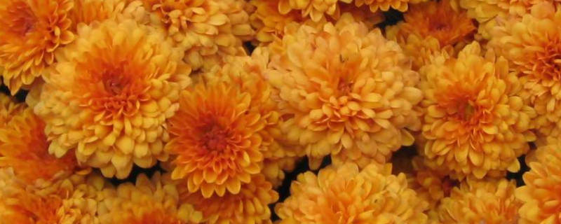 水养菊花需要晒太阳吗（菊花养殖要不要晒太阳）