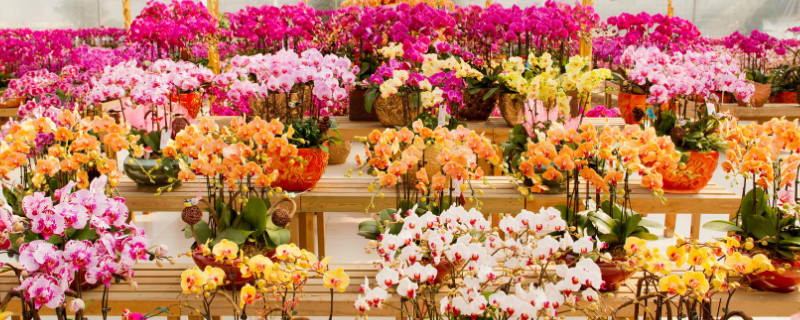 蝴蝶兰长花剑怎么施肥(蝴蝶兰长剑时要施肥吗)