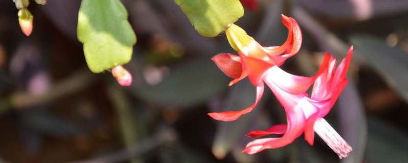 蟹爪兰冬天在室外能过冬吗（蟹爪兰可以过冬天吗）
