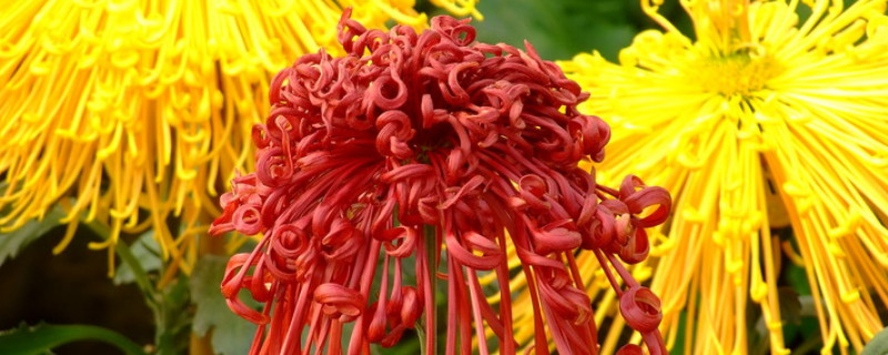 菊花为什么会长虫子(菊花怎么会长虫子)