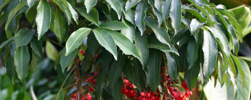 黄金万两的养殖方法和注意事项（黄金万两花如何养殖）