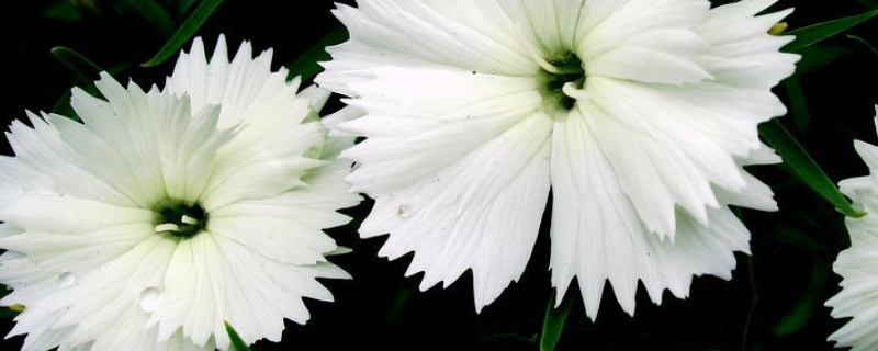 康乃馨小苗长多大开始打顶 康乃馨幼苗什么时候打顶