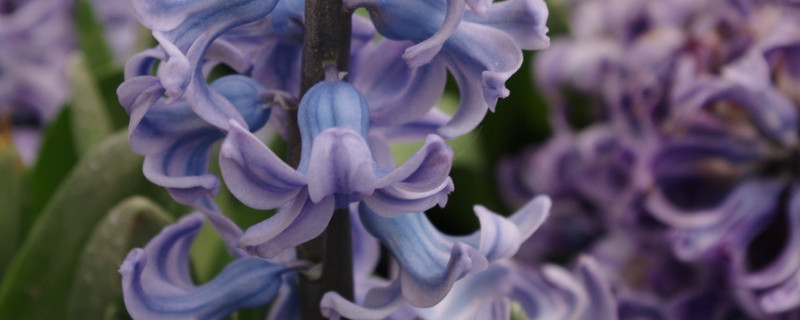 风信子的养殖方法与注意事项 风信子的养殖方法与注意事项冬天