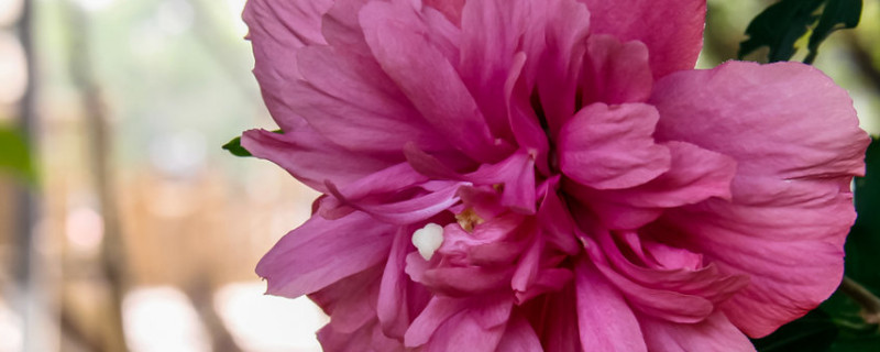 芙蓉花冬天会冻死吗（芙蓉花冬天怕冷吗）