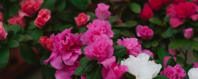 杜鹃花发出来的枝怎么种（杜鹃花枝子）