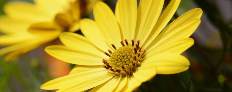 雏菊和洋甘菊的区别（洋甘菊和小雏菊的区别）