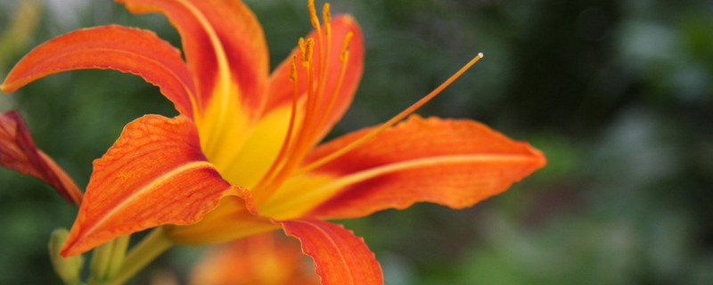 凌霄花一年能爬多高 凌霄花可以爬多高