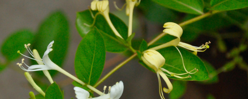 金银花怎么判断死了 金银花死亡的七大原因