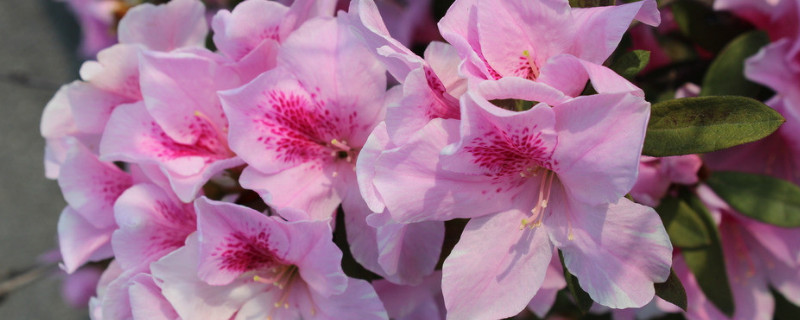 杜鹃花怎么培养幼苗 杜鹃花怎样培植