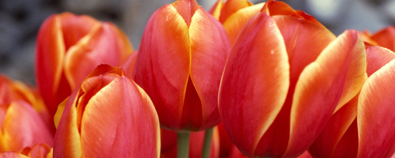 郁金香可以地栽不管吗 地栽郁金香不挖的后果