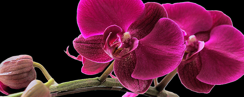 蝴蝶兰秋季可以换土吗（几月份给蝴蝶兰换土最好）