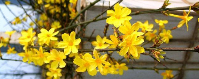 迎春花根系发达吗（迎春花是直根系还是须根系）