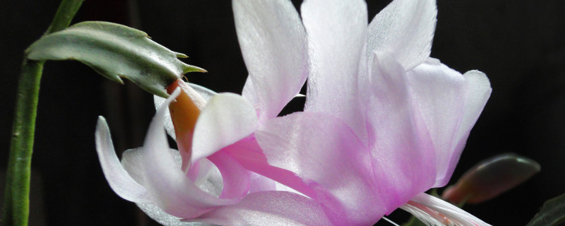 蟹爪兰怎么扦插（蟹爪兰怎么扦插成活率高）