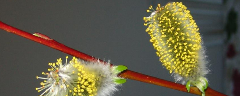 染色银柳有毒吗 染色银柳有毒吗,能放在卧室里吗