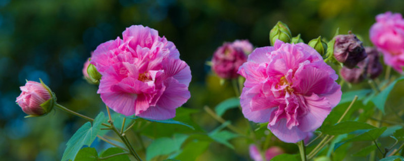 芙蓉花休眠怎么办（芙蓉花休眠期怎么打理）