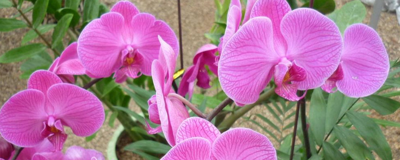 蝴蝶兰秋天可以晒太阳吗(秋天蝴蝶兰能晒太阳吗)