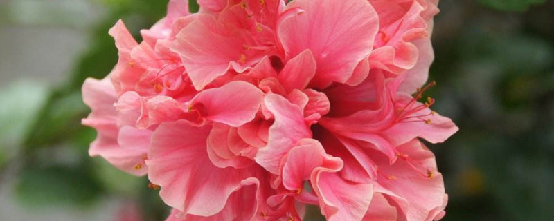 水培芙蓉花叶片几天换水的（芙蓉花多长时间浇一次水）