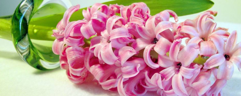 新手怎么养风信子 如何种养风信子