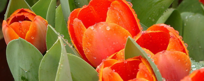 郁金香需要施肥吗 郁金香需要施肥吗?