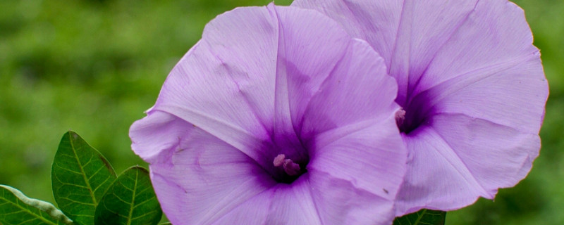 牵牛花要在什么温度下才能生长(牵牛花适宜温度)