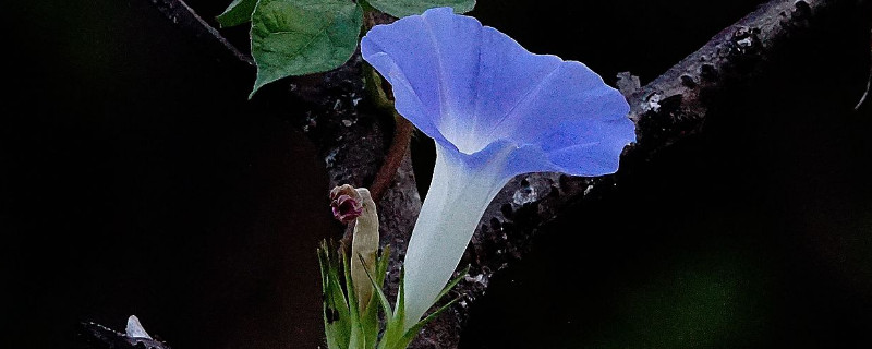 牵牛花移栽多久可以活 牵牛花移栽容易活吗