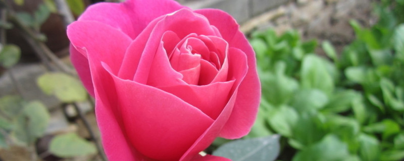 如何止住月季伤流（什么叫月季伤流）