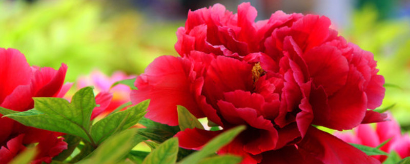 盆栽牡丹施什么肥 牡丹要施什么肥