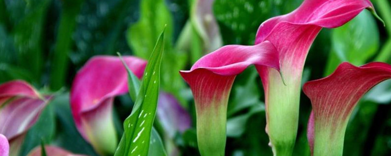 彩色马蹄莲可以水养吗（彩色马蹄莲如何养）