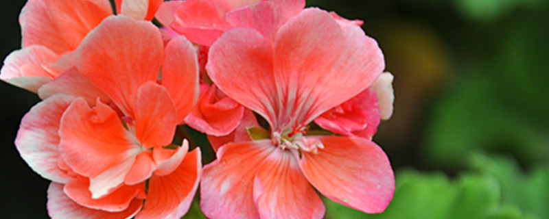 天竺葵怎么养爆盆（天竺葵怎么上盆）