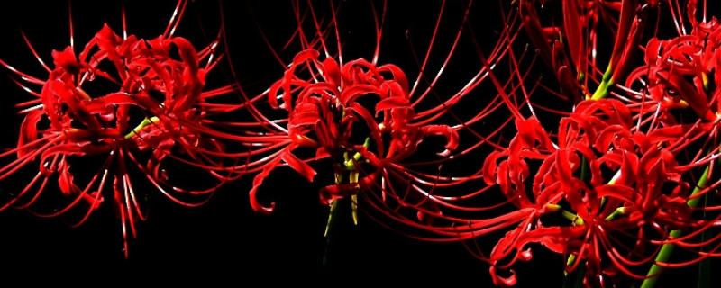 彼岸花秋天可以种吗 秋天种彼岸花什么时候开花