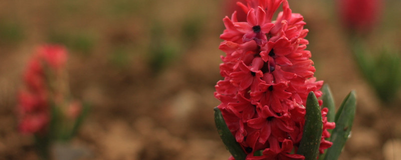 风信子冬天怕冻吗 风信子在冬天会不会死掉