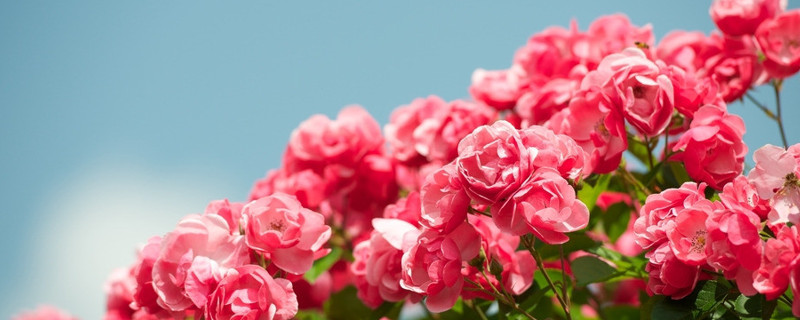 盆栽小玫瑰花怎么养（盆栽小玫瑰花怎么养殖最简单的办法）