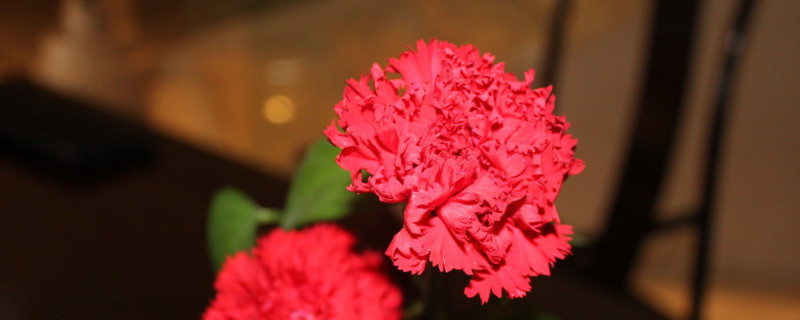 康乃馨能放卧室吗 康乃馨能放房间吗
