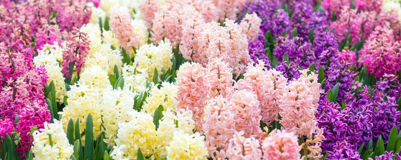 风信子有毒吗对人有害吗 风信子有毒吗?