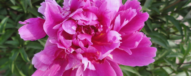 芍药夏天移栽后就不开花了吗 芍药花夏天栽可以吗