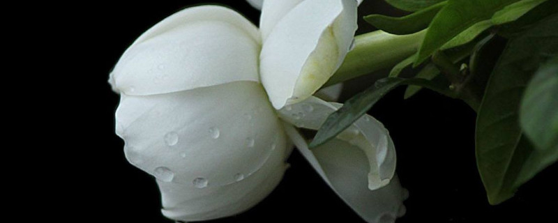 栀子花冬天开花吗 栀子花冬天开花么