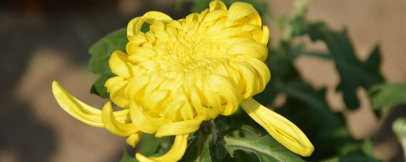 菊花水培注意事项（菊花能不能水培）