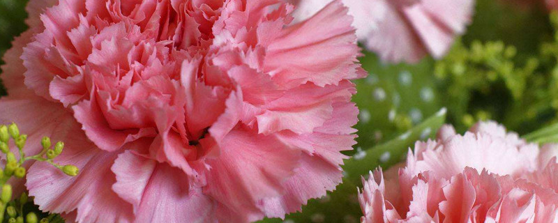 康乃馨水养时间长为什么臭（康乃馨怎么水养时间长）